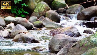 Calming Tropical Forest Stream ASMR 🌿  Flowing Water amp Birds for Deep Sleep [upl. by Coheman]