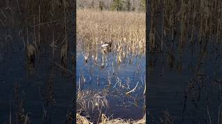 A first SNOW GOOSE retrieve for the MAN duckdog gooddog gundog [upl. by Arratahs579]