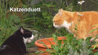 Gartengeschichten  Katzenduett [upl. by Batista]