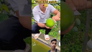 Biggest Mangos  amazingfactz agriculture tips gardening viralvideo trend shorts ytshorts [upl. by Annaerda368]