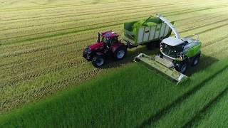 Claas Jaguar 990  John Deere 9900 bei der Arbeit [upl. by Tra]