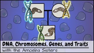 DNA Chromosomes Genes and Traits An Intro to Heredity [upl. by Einallem665]