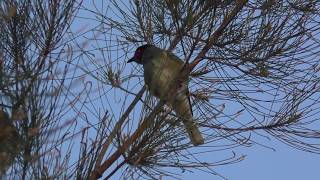 Australasian Figbird [upl. by Enimzaj774]