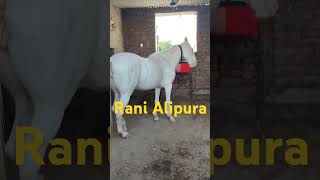 Rani ghodi Alipura tonk bestindianhorse tending indianhorse horsefan shortsviral [upl. by Nylssej]