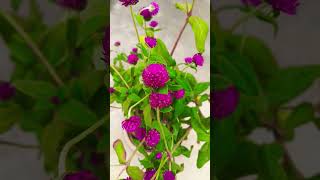 Very beautiful Gomphrena plantgardening plants gardenflowers viralvideos trail ytshorts [upl. by Jo Ann]