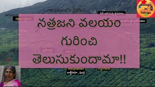 Nitrogen cycle in Telugu for class 9  unit 11 జీవభౌగోళిక రసాయినిక వలయాల [upl. by Nace]