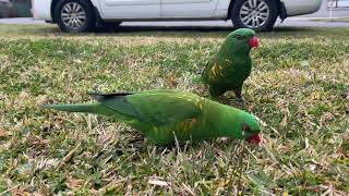 ScalyBreasted Lorikeet Feeding Pt 2 [upl. by Htaras]