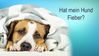 Wie erkenne ich ob mein Hund Fieber hat [upl. by Amlev]