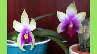 Orchid  Phal bellina Regular vs Wild Form  Phalaenopsis Species [upl. by Genni]