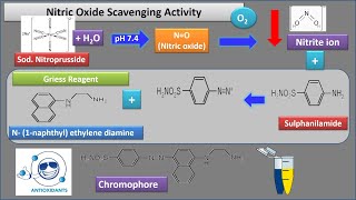 Antioxidant Assays Nitric Oxide amp Reducing Power Dr Bhushan P Pimple [upl. by Neztnaj138]