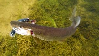 Pike attack Ricky amp Mike Winter fishing using lures as dead baits Рыбалка на щуку зимой атака [upl. by Cox]