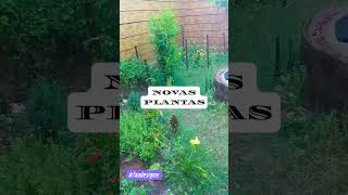 Novas paisagens plantas decorcao decor viralvideo [upl. by Draillih]