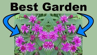 Butterfly Garden Ironweeds – Definitive Guide [upl. by Mitchell279]