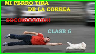 ✅Como enseñar a mi PERRO a no tirar de la CORREA💪 Curso basico de ADIESTRAMIENTO canino Calse 6 [upl. by Ennovyhs]