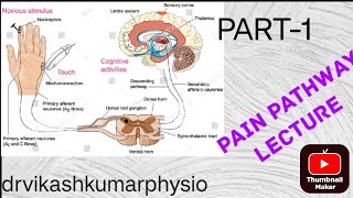 pain pathway electrotherapypain gate theory physiotherapypain gate theory physiotherapy notes [upl. by Presley103]