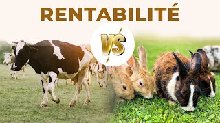 Rentabilité entre élevage de Lapin vs Vache [upl. by Llenhoj]