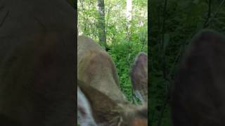 Deer licks turkey hunters face and decoy [upl. by Marston604]