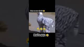 Angry 😡 boy this lion 🦁 viralvideo viralshort youtubeshorts instagram reels [upl. by Bithia]