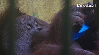 ボルネオオランウータン弟路郎17歳Bornean Orangutan [upl. by Bev]