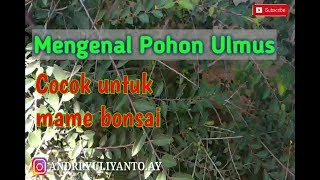 Bonsai Parvifolia Dengan Nama Lokal Pohon Ulmus [upl. by Anaiad]