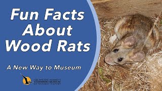 Fun Facts About Wood Rats  A New Way to Museum [upl. by Otrebcire651]