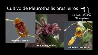 Cultivo de Pleurothallis brasileiros [upl. by Pruchno]