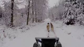 Warum die Kommandos wichtig sind  Hundetraining  Zughundesport  Nature Trails [upl. by Kalk]