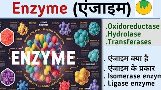 EnzymeएंजाइमEnzyme biochemistryenzyme in hindiOxidoreductaseHydrolasetransferaseKiran maurya [upl. by Albina]