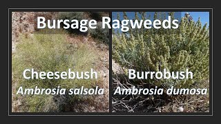 CHEESEBUSH vs BURROBUSH Ambrosia salsola vs Ambrosia dumosa comparison aka Bursage Ragweed [upl. by Bael]