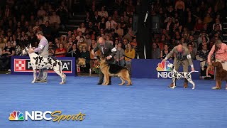 National Dog Show 2023 Best in Show Full Judging  NBC Sports [upl. by Nosnorb843]