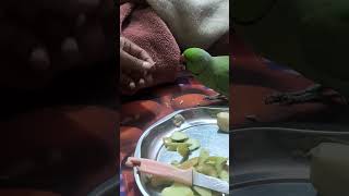 Parrot mitthu eatingspeakingparrot parrottraining [upl. by Arreip328]