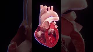 3d animated blood flow of the heart anatomy meded 3dmodel [upl. by Euqirrne668]