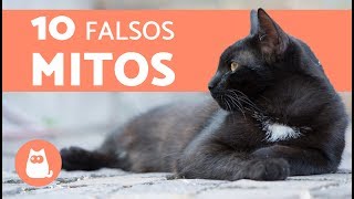 10 MITOS sobre los GATOS que debes DEJAR DE CREER [upl. by Marcelo]