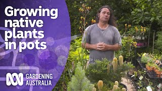 Great native plant options for growing in pots  Australian native plants  Gardening Australia [upl. by Hanoy]