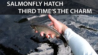 3rd Times the Charm Dry Fly Fishing Salmonfly Hatch Oregon 2024 [upl. by Anizor]