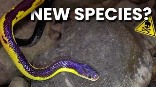 INSANE rare Blue Krait Possible new species Herping Thailand [upl. by Utas450]