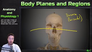 Body Planes and Regions  Anatomy and Physiology 1 [upl. by Eiduj434]