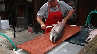 How to Fillet a Big Salmon and Prepare it for Smoked Salmon Recipe [upl. by Naivaj]