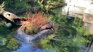 Otter video blijdorp voor biologie gedrag [upl. by Ecinad]