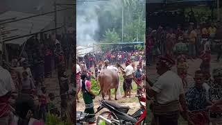 Sumba NTT Wewewa Selatan Tana Teke Pakadde [upl. by Tteirrah]