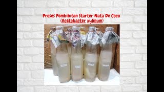 Pembibitan Starter Nata De Coco Acetobacter xylinum [upl. by Sender]