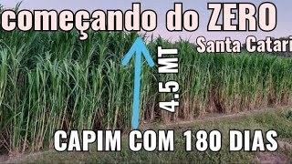 plantação de CAPIAÇU começando do ZERO [upl. by Demitria786]