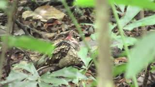 The Endemic Philippine Nightjar Roosting for the Day [upl. by Ainoval]