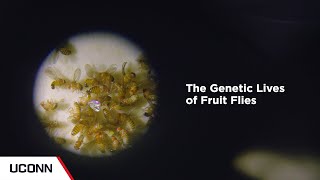 The Genetic Lives of Fruit Flies  UConn [upl. by Silloc]