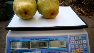 Pere grele 05 10 2012690 grheavy pears [upl. by Jahncke674]