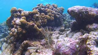 Looe Key Snorkeling with Goliath Grouper [upl. by Suirradal]