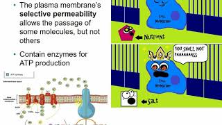 2117 Chapter 4 Part B  Functional Anatomy of Prokaryotic and Eukaryotic Cells [upl. by Eed]