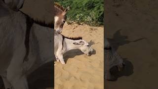 Donkeys Power of Chaba youtuber gadha shortsfeed [upl. by Odnalo756]