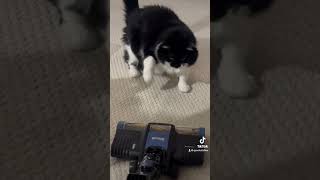 Pepper really doesn’t like the new vacuum catsofyoutube catattack [upl. by Odlamur832]