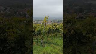 Vineyards near Gengenbach Germany [upl. by Alyal]